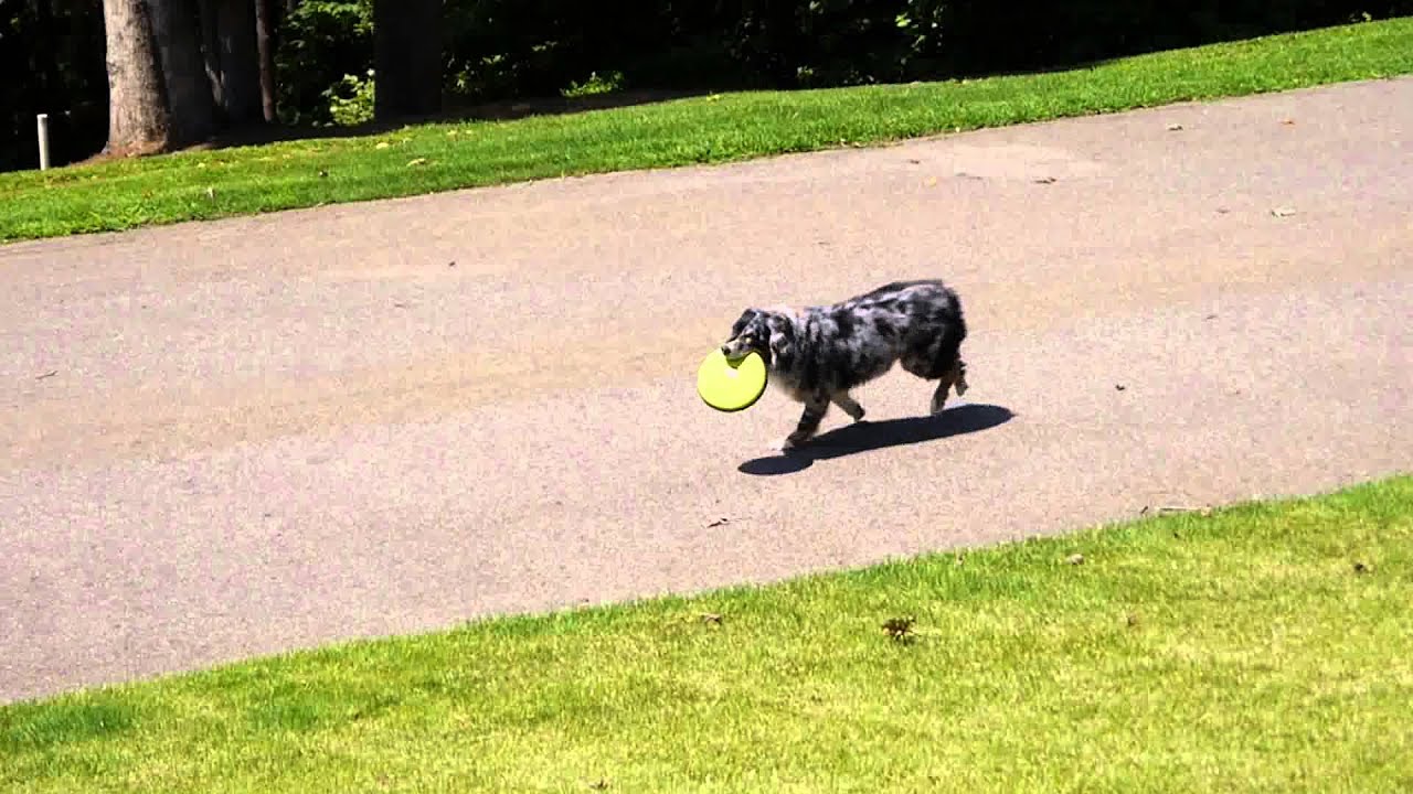 Panasonic G5 / AVCHD / 1080 / 60i / FSH mode / sample video