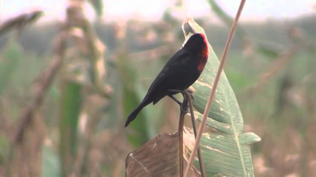 Federal (Amblyramphus holosericeus) SILBANDO 