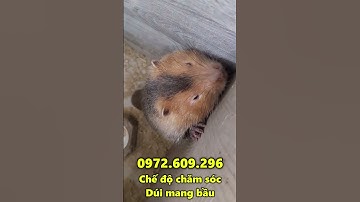 Chế Độ Chăm Sóc Dúi Mang Bầu. Trang Trại Dúi Má Đào Miền Bắc Chuyên Cung Cấp Dúi Giống 0972.609.296