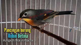 pancingan burung robin betina memanggil jantan ampuh bikin birahi dan gacor