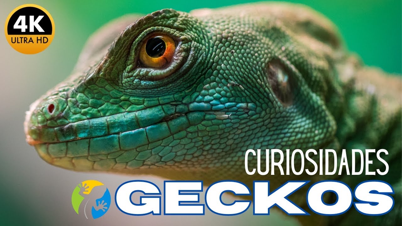Geckos, características y curiosidades en Español 🦎🌍🔎 #gecko #reptiles ...