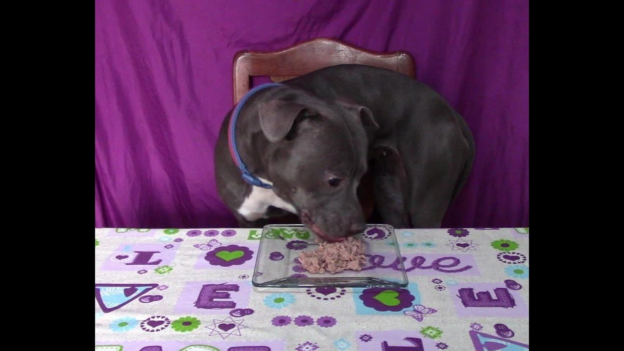 Dogs eating tuna YouTube
