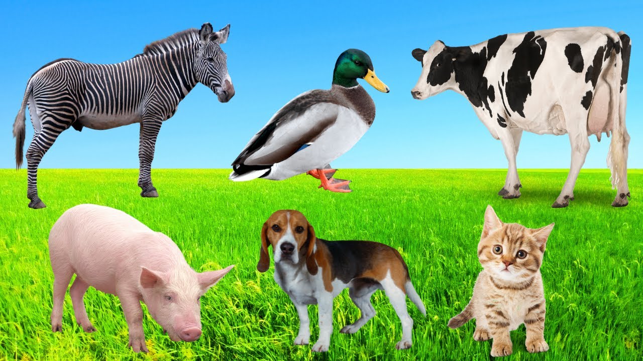 Подборка очаровательных звуков животных: жираф, кошка, лошадь, утка, зебра, сурикат | Милые животные
