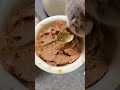 Is This a Cat Caterpillar? 🐛 Meet the Socialite Kitten! 🐱 #Shorts