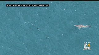 'Multiple' White Sharks Spotted Off Cape Cod As Summer Season Begins