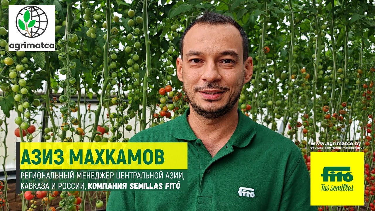 Новинка семян от испанской компании Semillas Fitó. Купить семена томата, огурцов. "Агриматко-96"