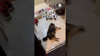 【おーい】斬新なお迎えスタイル|PECO
