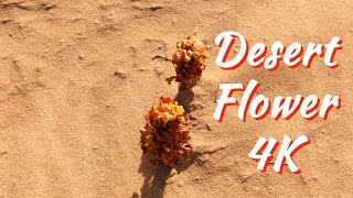 Desert flower Qatar 4K | Desert howling wind sound #gopro #desertsafari
