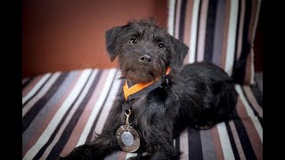 Evie  Jackapoo Puppy  3 Weeks Residential Dog Training