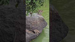 Look This Mokey