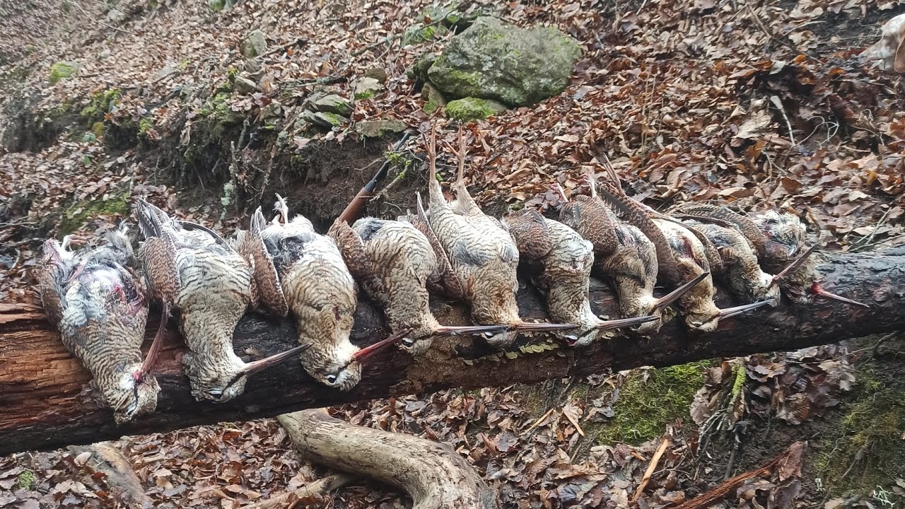 🍁21/12 /2025🍁#Culluk avı #woodcock hunting #Beccaccia#κυνήγι μπεκάτσας ...