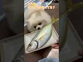 【vlog】この魚の名前知ってる？