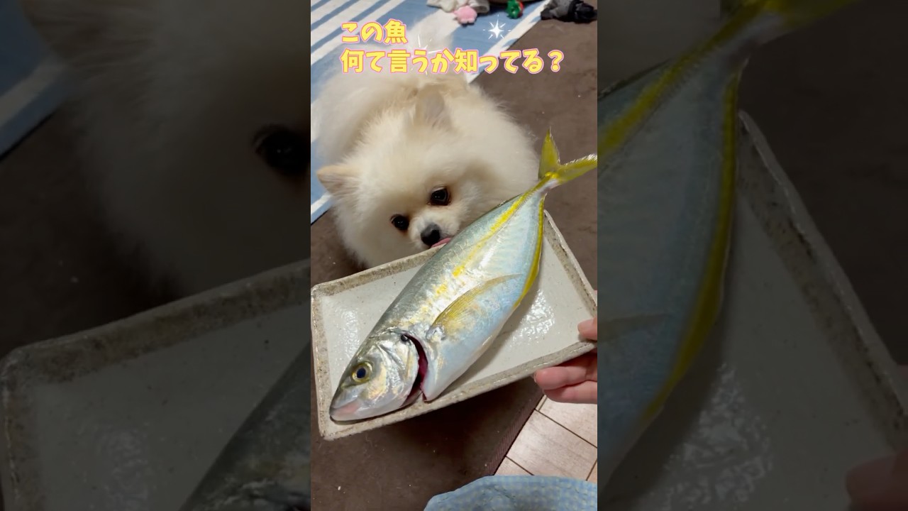 【vlog】この魚の名前知ってる？