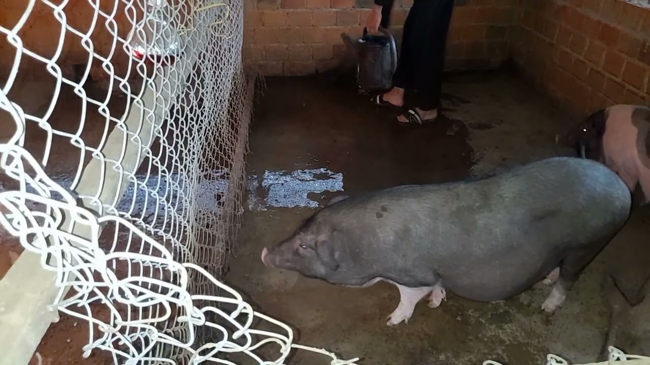 Xát gạo lấy cám gạo cho heo tiết kiệm chị phí 