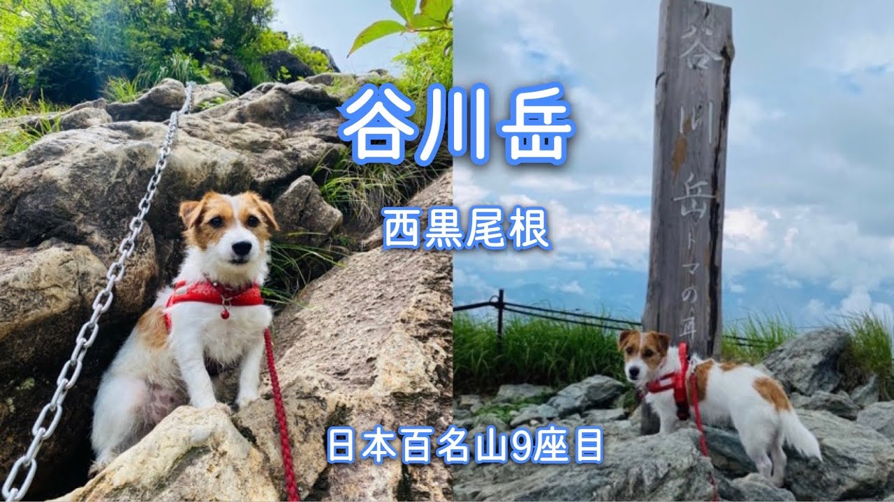 犬連れ百名山⑨】ジャックラッセルテリアと谷川岳（西黒尾根） / hike