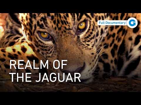Pantanal, South America: Where Wildlife Thrives Against the Odds documentary thumbnail