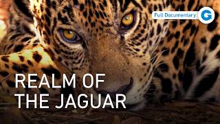 Thumbnail for Pantanal, South America: Where Wildlife Thrives Against the Odds | Full Documentary