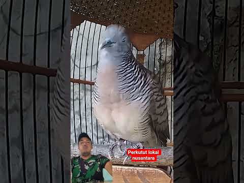 Kutut Manggung - Waljinah #shorts #campursari