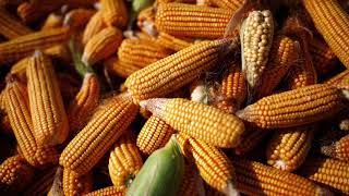 GMO Corn - Jung, Son, Kim