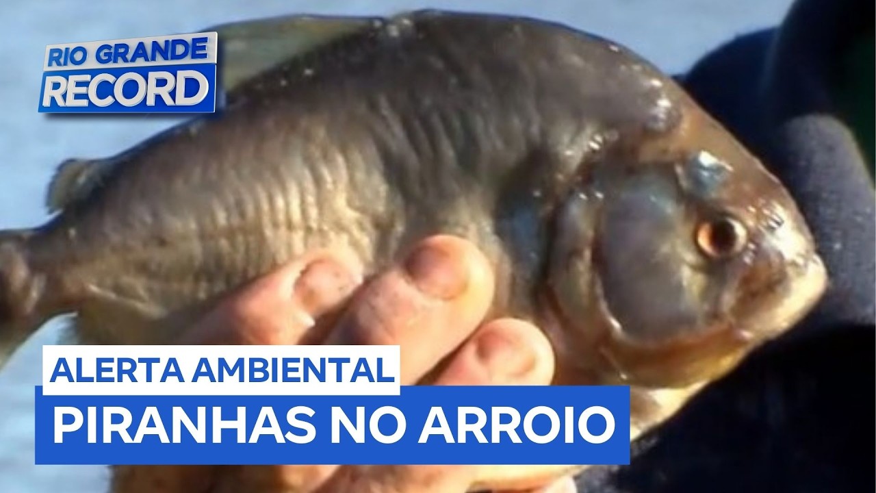 Alerta no sul do estado por invasão de piranhas no Arroio Pelotas