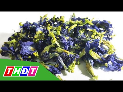 Video Hoa đậu biếc sấy khô nửa triệu đồng 1 kg | THDT - youtube
