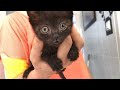 Tiny Kitten Beats 3 Types Of Infections And Finds A Forever Home!