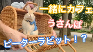 #10 ピーターラビットとカフェ！ネザーランドドワーフウサギとカフェと公園お散歩Cute Netherlands dwarves bunny Peter Rabbit run in the park.