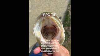 Pro tip #bassfishing #protips #fishing #fishingvideo #mouth