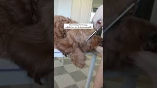 DIY Grooming for Goldendoodles #doggroomingforbeginners #doggroomingtips #grooming #dog