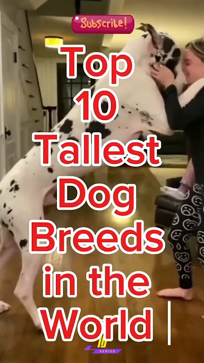 Download lagu Top 10 Tallest Dog Breeds in the World #doglover