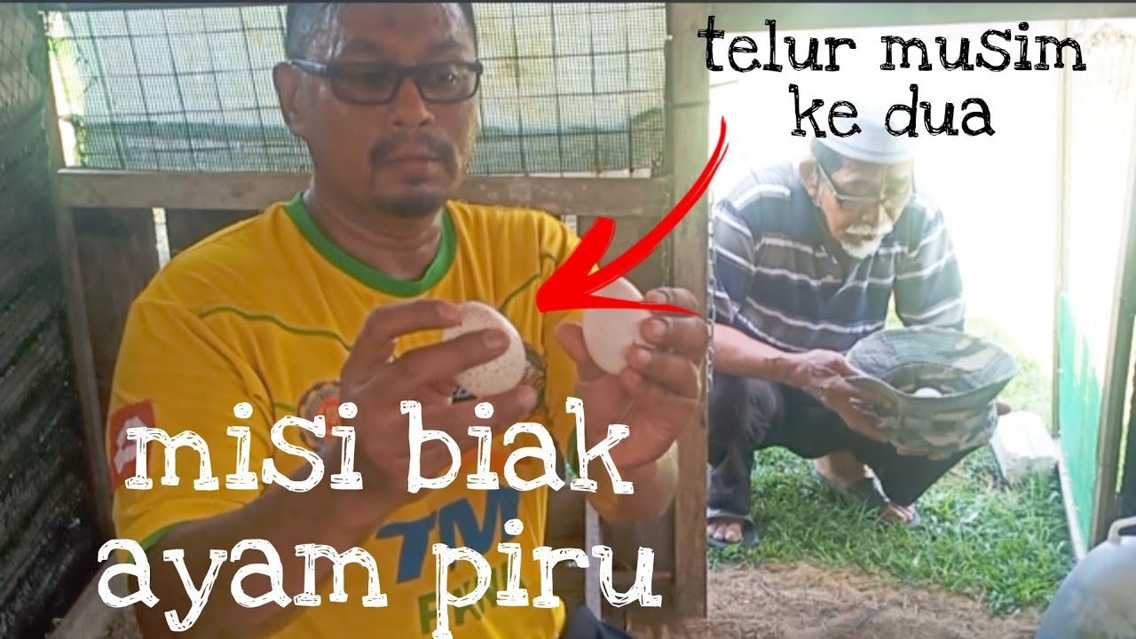 [Episod463] musim kedua, ayam piru / ayam belanda dah bertelur semula.. mari eramkan🤗