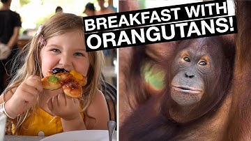 breakfast with the orangutans bali zoo
