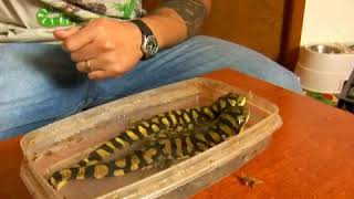 How to Breed Tiger Salamanders