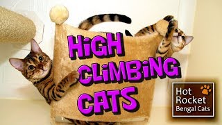 Bengal kittens – high climbing play,  cats get up to mischief! by Hot Rocket Bengal Cats 13,561 views 8 years ago 4 minutes