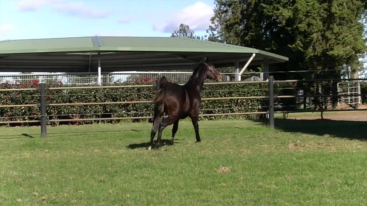 Peter Moody talks about our Redoute's Choice x Zapurple Colt