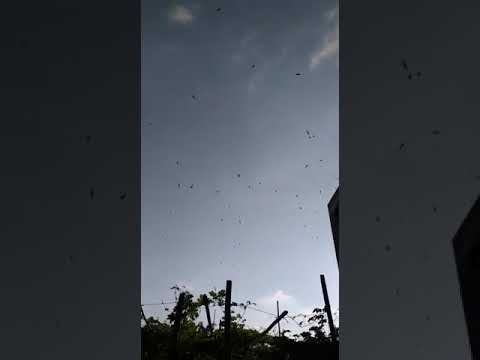 sp nafas naga on 5 bulan RBW medan