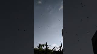 Download Lagu sp nafas naga on 5 bulan RBW medan MP3