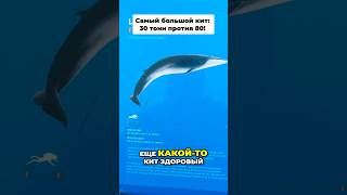 Сравнение китов: от человека до гиганта океана! #влог #ocean #whale #shorts