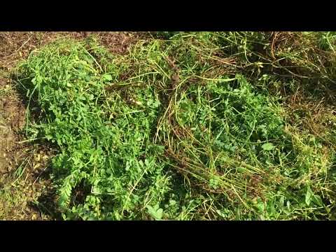 Video: ¿Qué son los abonos verdes y por qué son necesarios? Cuándo sembrar y cuándo cubrir con abono verde