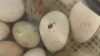A turkey is hatching