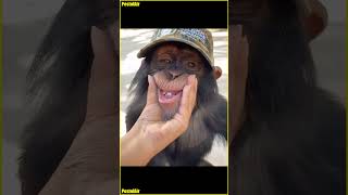 Monkey With Hat Smiling Making This Monkey Smile Is Hilarious Shorts