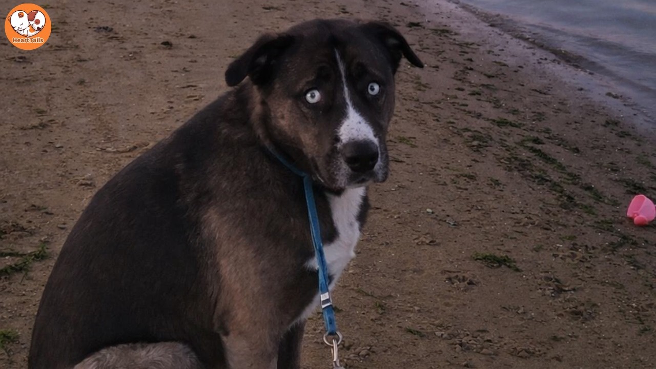 The “Scary” Shelter Dog Everyone Questioned… Until He Leaned In for Love