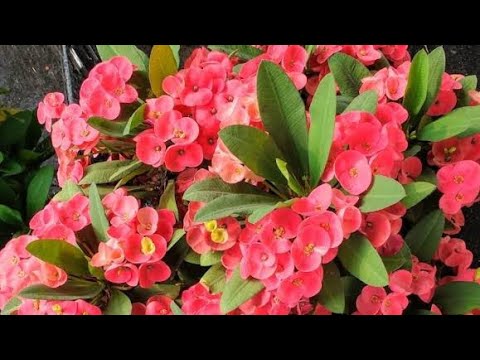 Video: Euphorbia Multiflorous - Garden Decoration