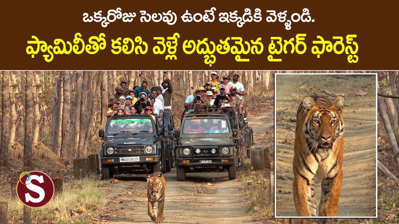 Tipeshwar Tiger Safari - (తిప్పేశ్వర్ టైగర్ సఫారి )|| Tour with sadan