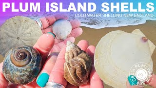 Storm Shells | Nor'easter Alert Plum Island Shelling | Shell Hunts | Cold Water Shelling New England