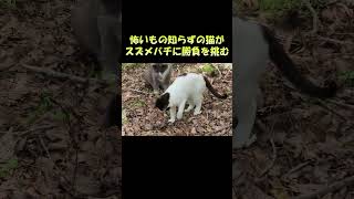 怖いもの知らずの猫がスズメバチに勝負を挑む #猫 #ねこ #cat