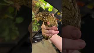Largest gecko in the world! #shorts #gecko #reptiles