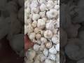 Fresh Price Of Garlic Neemuch Mandi Fresh Price Of Garlic Neemuch Mandi 