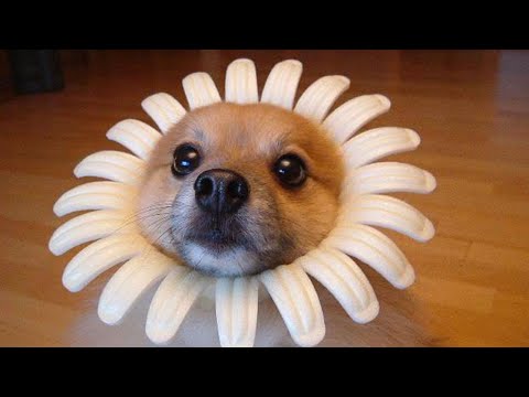 memes we laughed at | 13