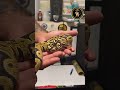 “Ball Python: What’s my genetics” #reptiles #ballpython #ballpythonmorphs #snake @raregeneticsinc